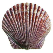 Load image into Gallery viewer, FWL U.S. FISH AND WILDLIFE SERVICE Sterling Silver Plated Seashell Challenge Coin Shell Federal FWS EL4-017 - www.ChallengeCoinCreations.com
